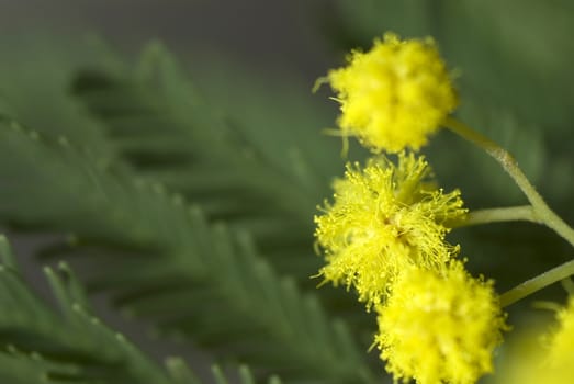 Mimosa flowers against green leaves