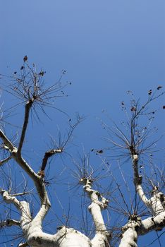 Tree and Sky