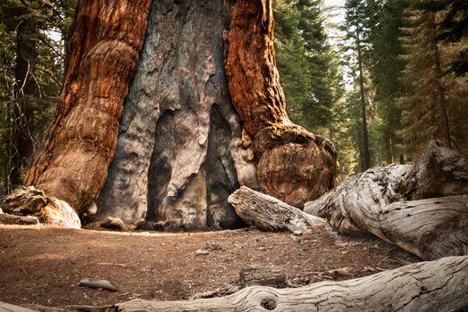 Yosemite big tree burned