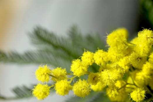 Mimosa flowers against green leaves