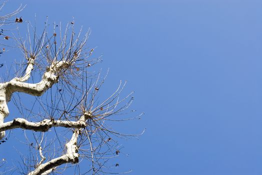 Tree and Sky