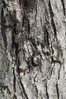 A close up of an old tress detailing the bark