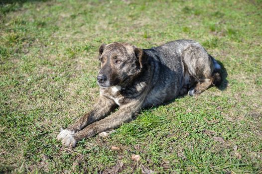 stray homeless dog lying at the grass