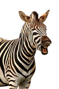 Zebra with a funny expression so that he looks like he is talking of laughing