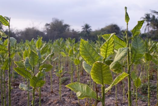 A Tobacco Farm in Indonesia