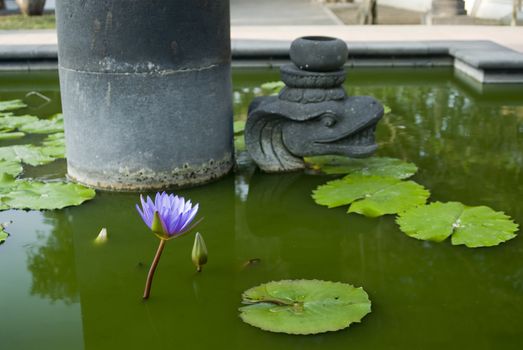 A Tranquil Fresh water pond