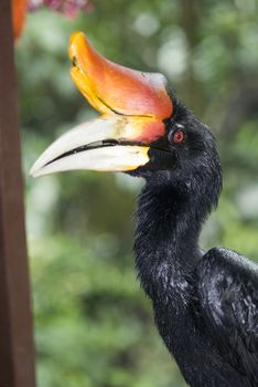 The Hornbill bird