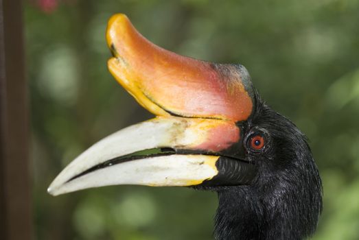 The Hornbill bird