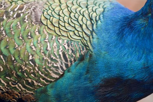 Peacock Feathers