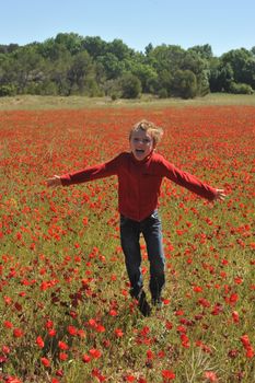 Poppy Field In Spring