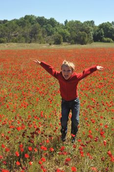 Poppy Field In Spring