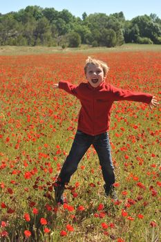 Poppy Field In Spring