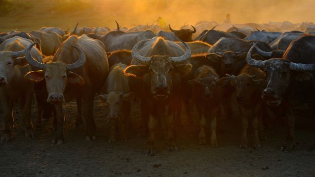 asia buffalo are standing in evening