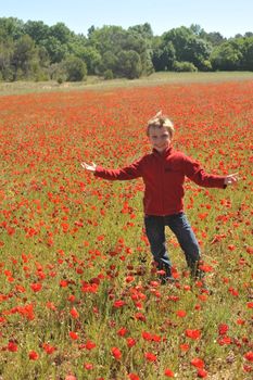 Poppy Field In Spring