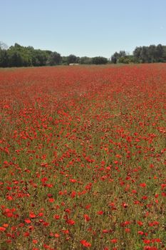 Poppy Field In Spring