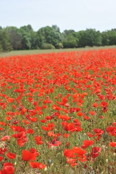 Poppy Field