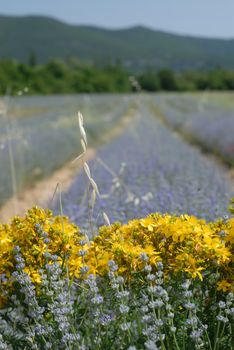 Lavender field in Provence, France