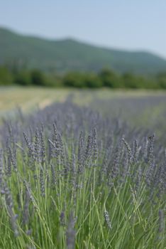 Lavender field in Provence, France