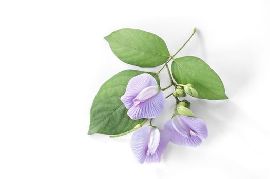 purple bean flower with leaf on white background.