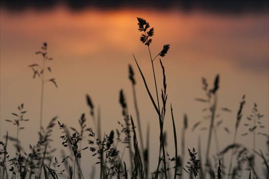 Grass silhouette early morning sunrise