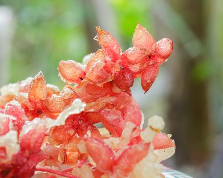 tempura with fresh vegetables fried, Ixora fried.