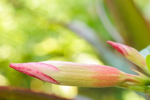 Young  Impala Lily or Desert Rose in garden.