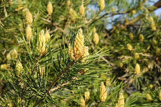 Blossoming of a pine ordinary.