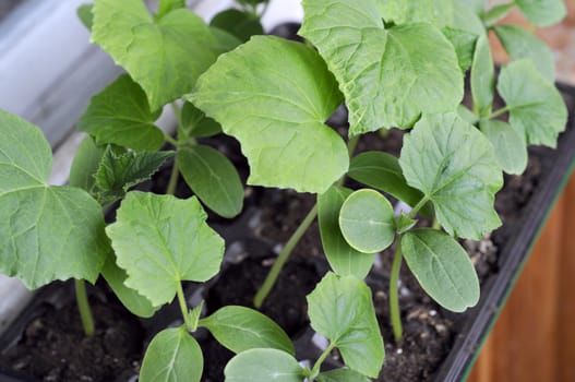 Seedling of cucumbers on a window sill