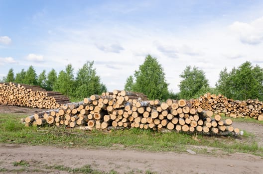 Wood felling industry. Stacked birch and pine tree logs in autumn.