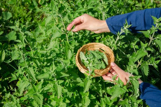 herbalist woman girl hand pick balm mint herbal plant leaves in garden. Alternative medicine.