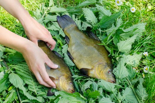hand puts on nettle nice big shiny tench next to other fish