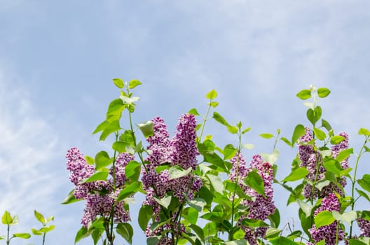 beautiful big violet lilac branch on blue sky background