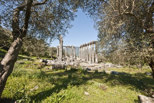 The Temple of Zeus at Euromos is to me the perfect ruined Greek temple.  Set in a forest of olive trees just east of the D525 highway between Selcuk (Ephesus) and Bodrum (25 km/16 miles SE of Lake Bafa, 13 km/8 miles NW of Milas), just south of the village of Selimiye (map), the Corinthian temple almost looks like a Hollywood set, except it's for real.  A shrine may have existed here from the 6th century BCE.  Believed to date from the time of Emperor Hadrian (117-138 CE), the Temple of Zeus Lepsynus and its precinct were excavated by Turkish archeologists starting in 1969. Look carefully and you'll see that some of the columns are unfluted, meaning perhaps that the temple was never finished.  Located about a mile south of the village of Selimiye, the temple area has no services, although there may be a villager selling cold drinks.  Stop for a half-hour's look if you're driving south from ?zmir or Ephesus headed for Milas, Bodrum or Marmaris.  This is actually a much larger archeological site than just the temple. The hillside to the east is littered with ruins, and if you spend an hour hiking around you can find a theater, an agora and massive defensive walls.