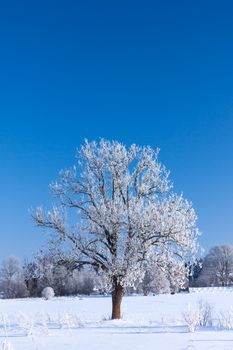 Tree, covered with rime frost against a blue sky