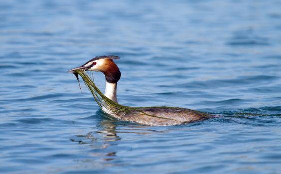 Crested grebe duck (podiceps cristatus) floating on water and holding a branch to build the nest