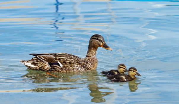 Female mallard or wild duck (anas platyrhynchos) floating on water with two ducklings