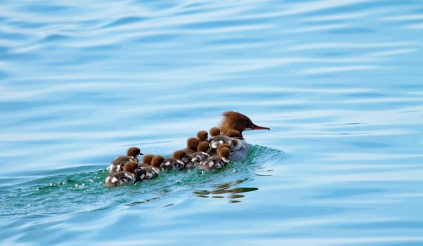 Female goosander (mergus merganser) and 12 babies on its back swimming onto the water