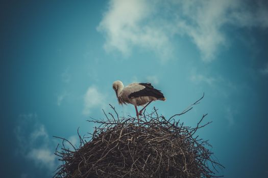 Migratory, Stork nest made ������of tree branches over blue sky in dramatic