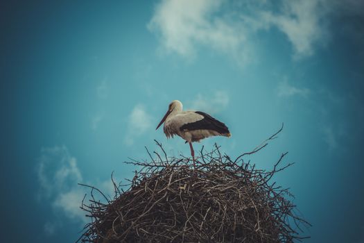 Season, Stork nest made ������of tree branches over blue sky in dramatic