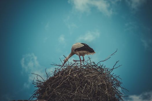 Spring, Stork nest made ������of tree branches over blue sky in dramatic