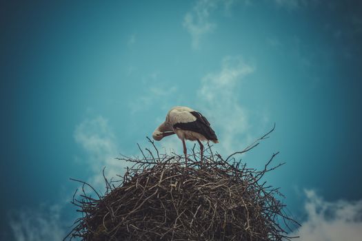 Wild, Stork nest made ������of tree branches over blue sky in dramatic