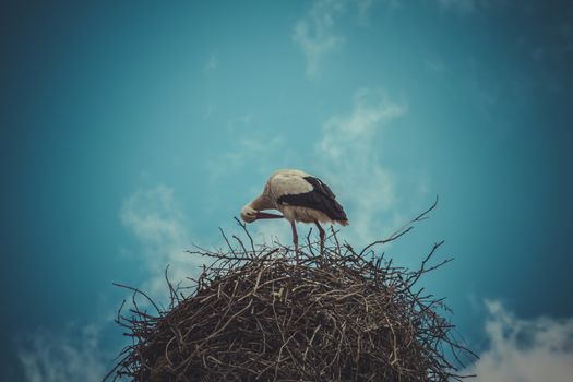 Nesting, Stork nest made ������of tree branches over blue sky in dramatic