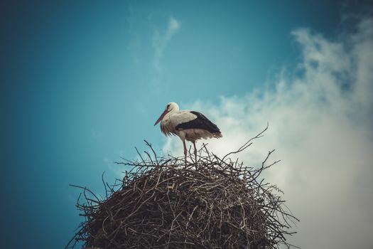 Clouds, Stork nest made ������of tree branches over blue sky in dramatic