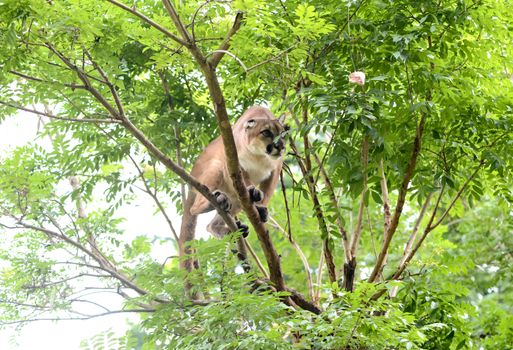 puma climbing on tree, animal enrichment in zoo