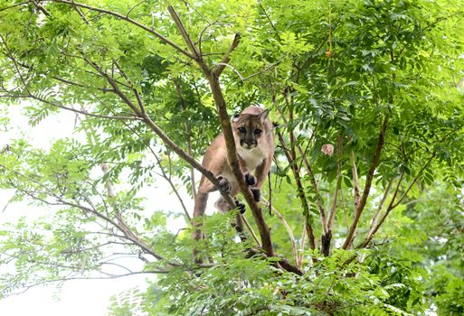 puma climbing on tree, animal enrichment in zoo