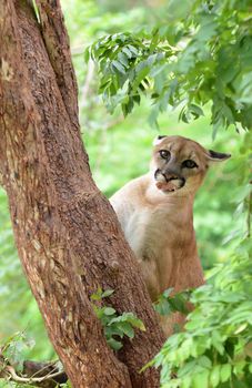 puma climbing on tree and eating meat