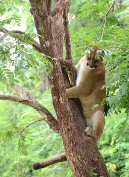 puma climbing on tree, animal enrichment in zoo