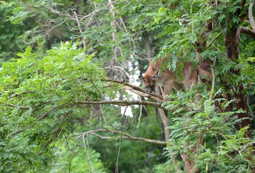puma climbing on tree, animal enrichment in zoo