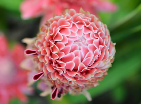 etlingera  elatior flower in the garden