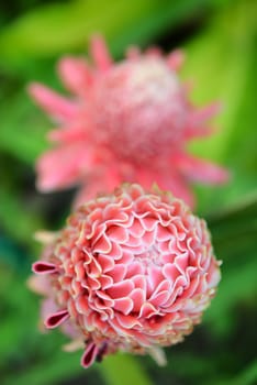 etlingera  elatior flower in the garden